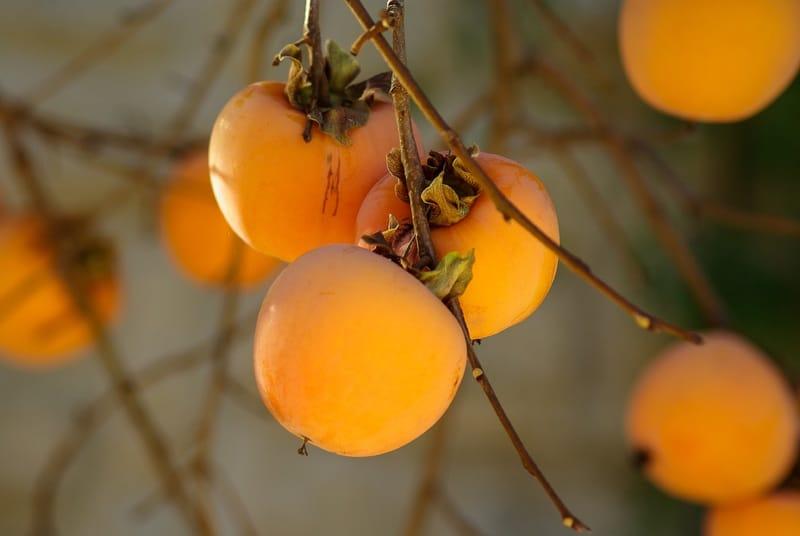 How to Prune Persimmons: 6 Practical Tips - Krostrade