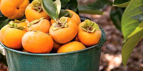 How To Prune a Persimmon Tree from the Experts at Wilson Bros Gardens