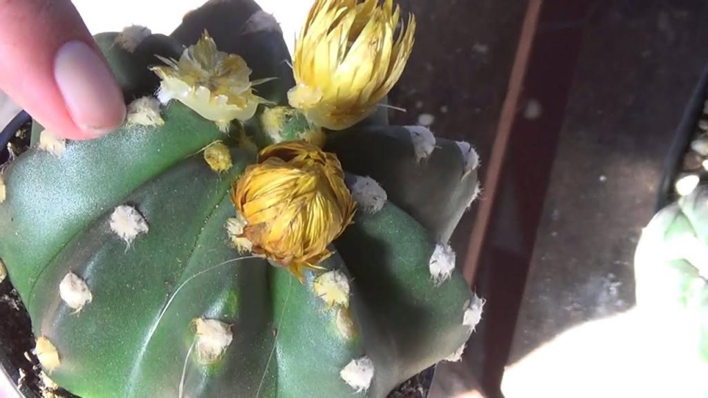 How to remove fake flowers from Cacti - YouTube