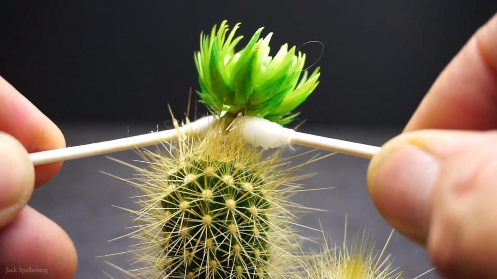 How To Remove Hot Glue From A Cactus - Cactus Rescue - Austrocephalocereus estevesii - YouTube