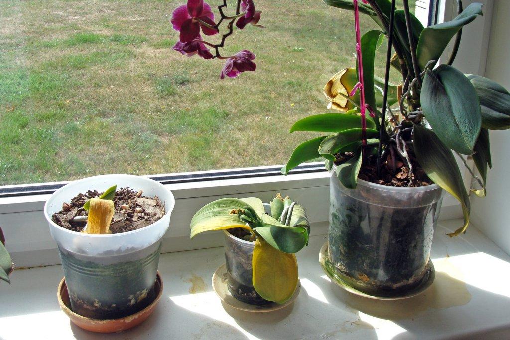 Is My Orchid Dead, or Can I Revive It? - Brilliant Orchids