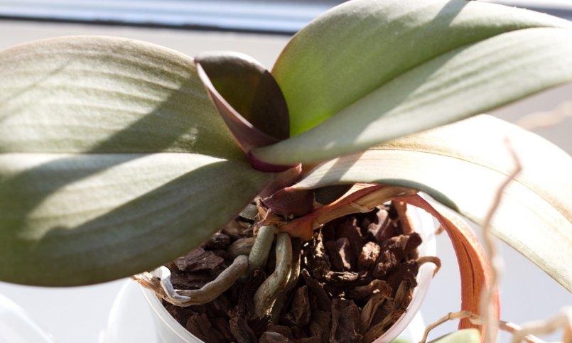 How to Fix Wrinkled Orchid Leaves - Care Guide - Brilliant Orchids