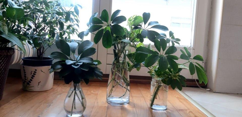 How to Propagate Schefflera - Plants Craze