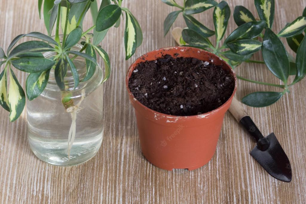 Premium Photo | Cutting with root of schefflera arboricola or dwarf umbrella tree named in bottle of water and pot with soil for planting on the wooden background