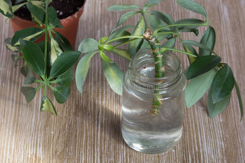 Cutting of Schefflera Arboricola or Dwarf Umbrella Tree Named in Bottle of Water for Rooting on the Wooden Background Stock Photo - Image of indoors, ground: 170838392