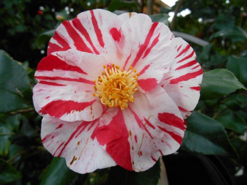 How to Root Camellias from Cuttings: A Step-by-Step Guide - Krostrade