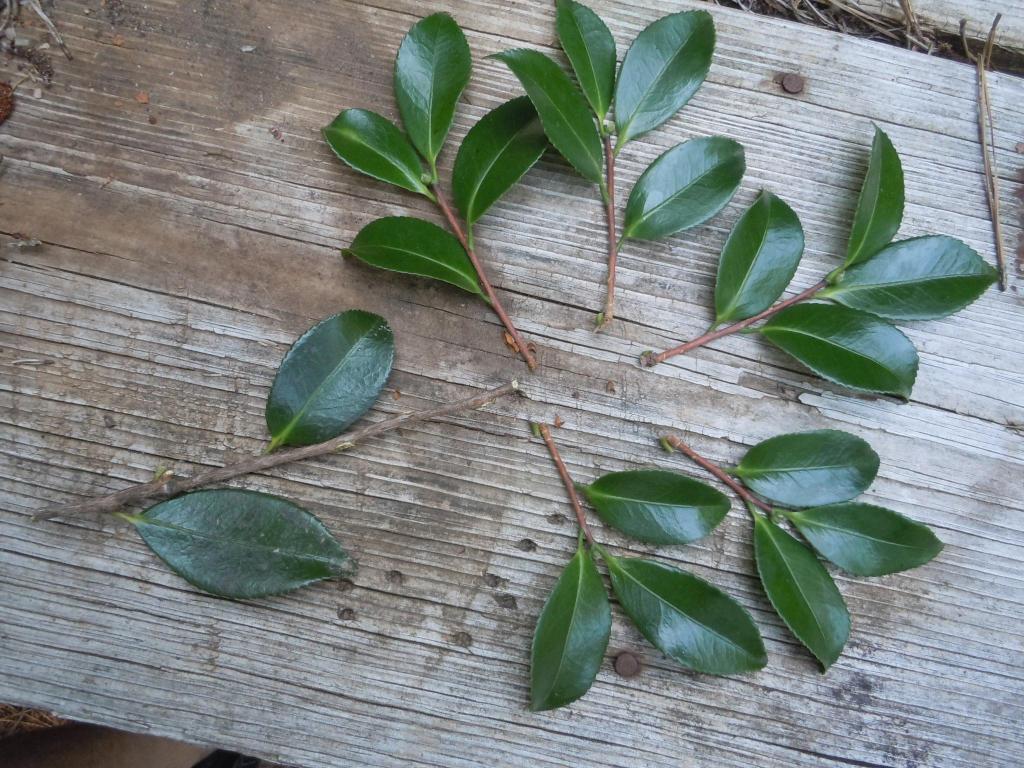 Camellia (and other shrubs) – Propagating Step by Step | Walter Reeves: The Georgia Gardener