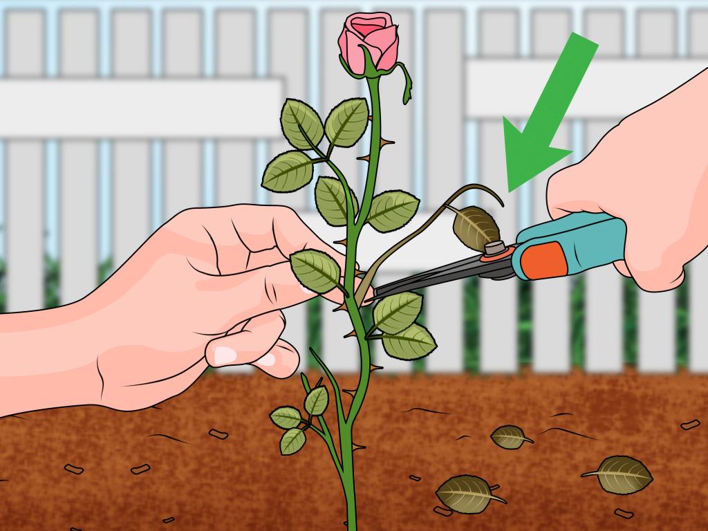3 Ways to Propagate Roses - wikiHow