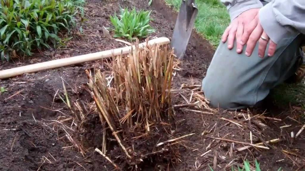 How to Divide Ornamental Grasses - YouTube