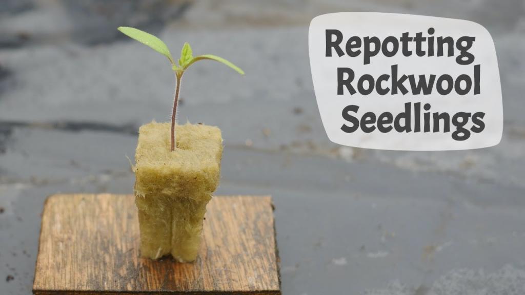 How To Repot Seedlings Grown In Rockwool - YouTube