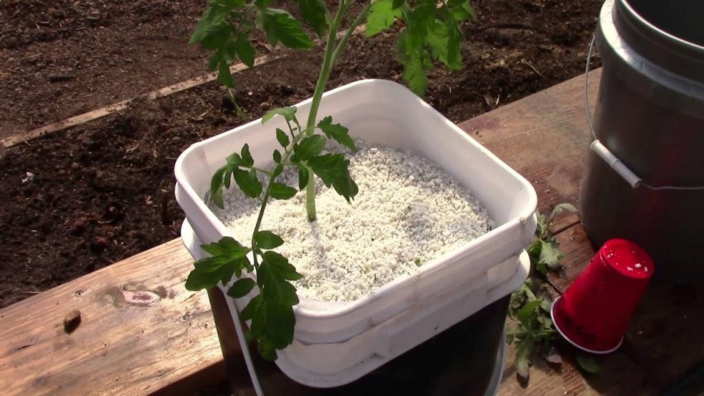 Starting Up Hydroponic Dutch Bucket Tomatoes - YouTube