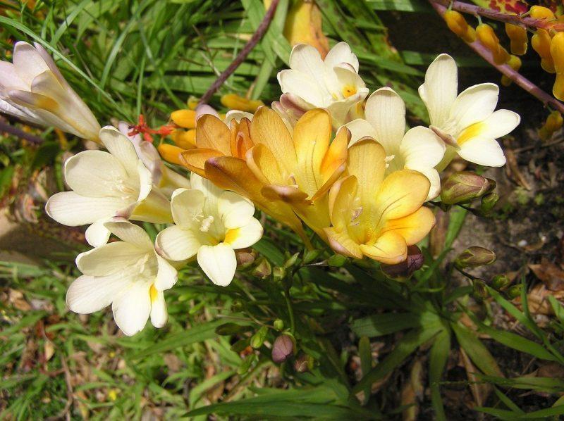 How To Store Freesia Bulbs In 3 Easy Steps - Krostrade
