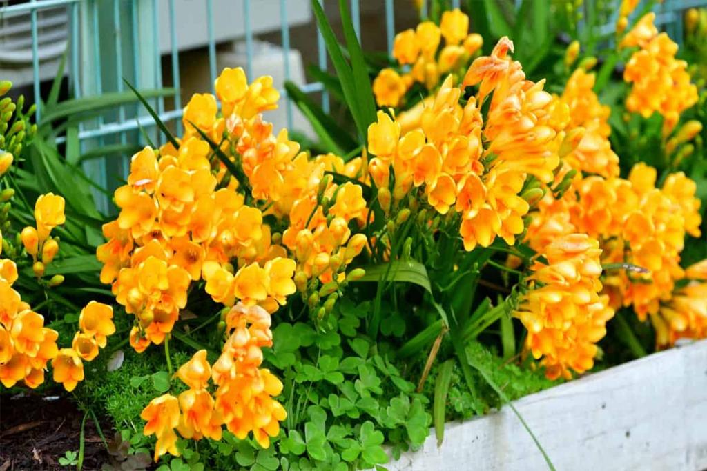 What To Do With Freesia Bulbs After Flowering? - GardenTabs.com