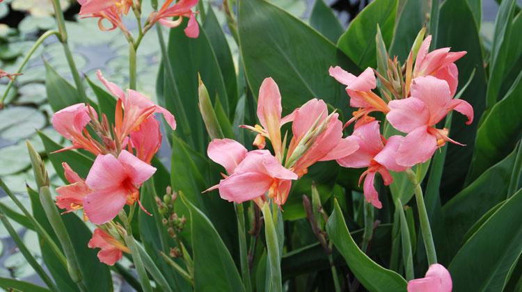 Starting Cannas Indoors or Directly in the Garden :: Melinda Myers