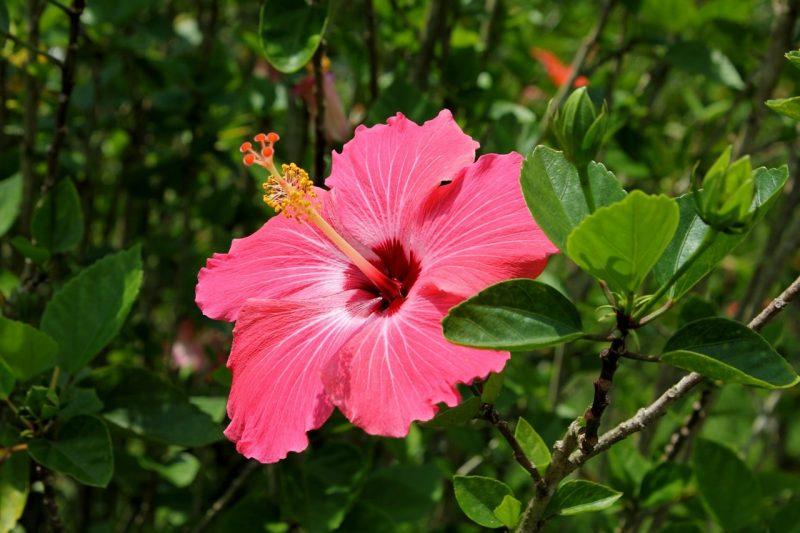 How To Transplant Hibiscus in 3 Easy Steps - Krostrade