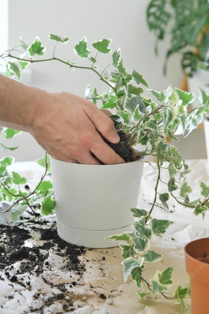 Premium Photo | Potting a room plant hands transplanting hedera glacier seedling