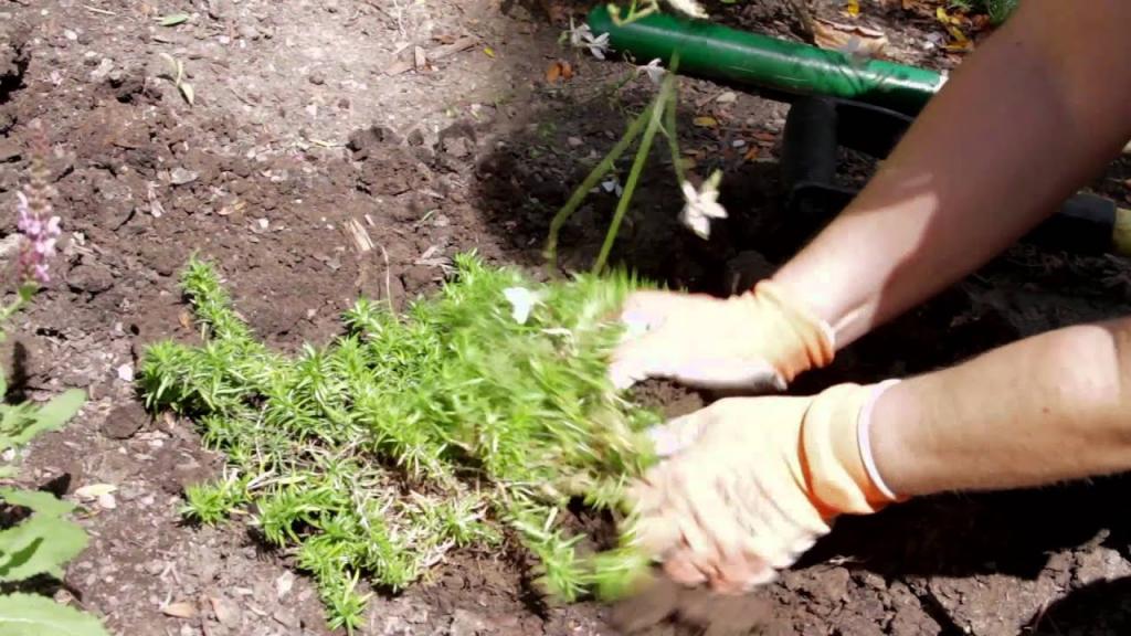 Garden Tips : How to Transplant Phlox Flowers - YouTube