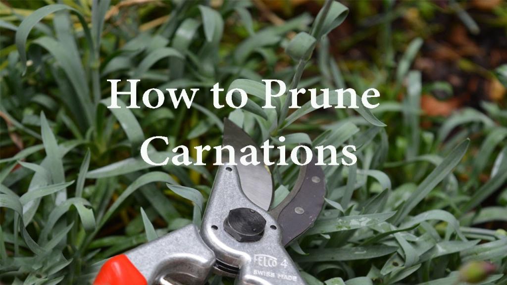 How to Prune Carnations or Dianthus - YouTube