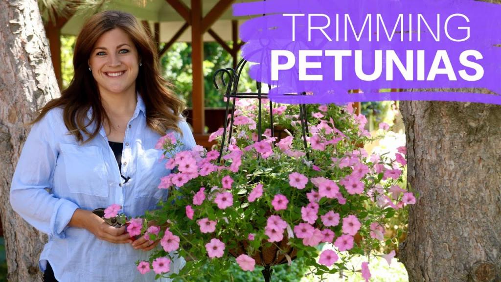 Trimming Petunias // Garden Answer - YouTube