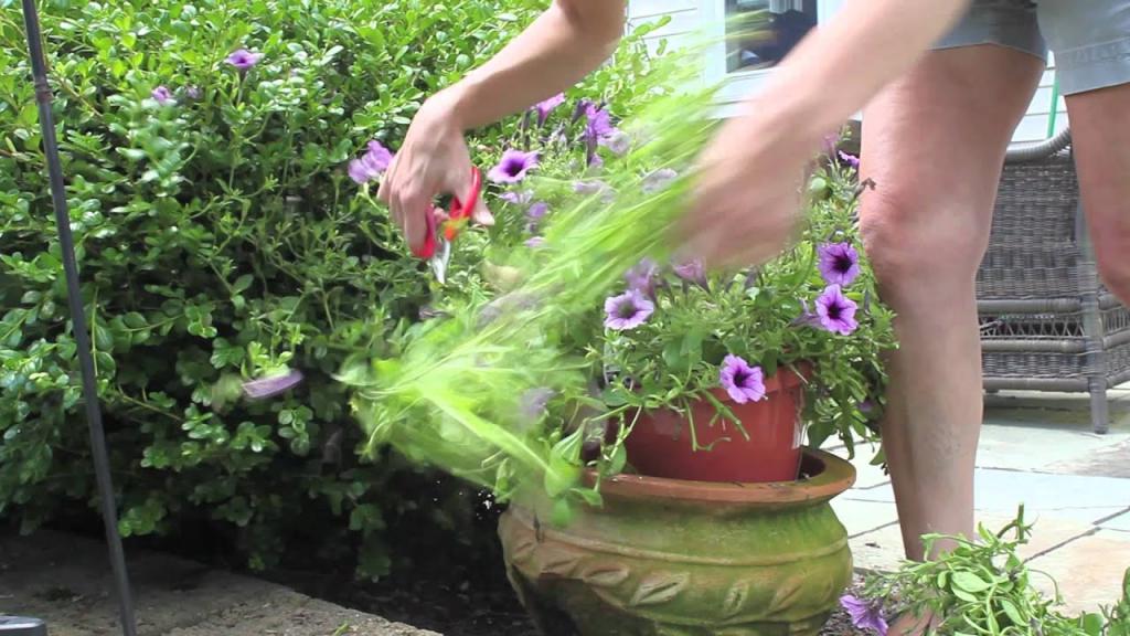 How to Cut Back Petunias - YouTube