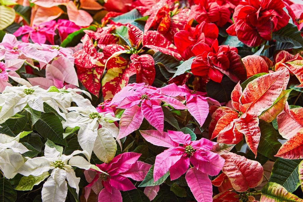 How to Care for Poinsettias | Better Homes & Gardens