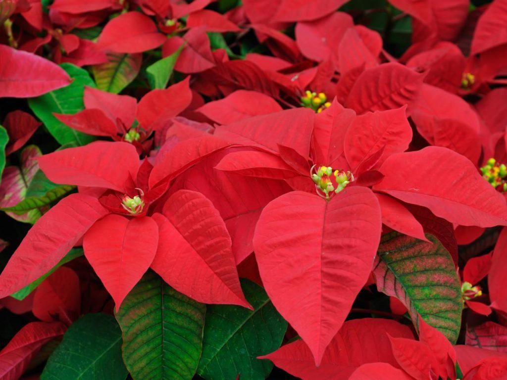 How Often Do You Water Poinsettias? And Other Poinsettia Plant Care Tips - Plant Instructions