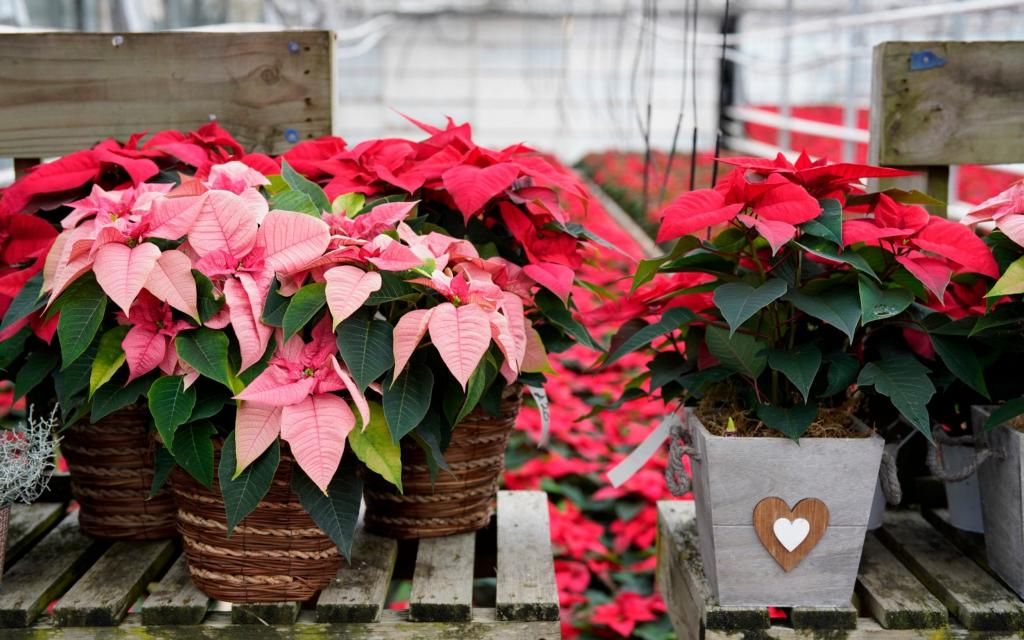 How to care for poinsettia plants: tips on how often to water and where to  display them | The Telegraph