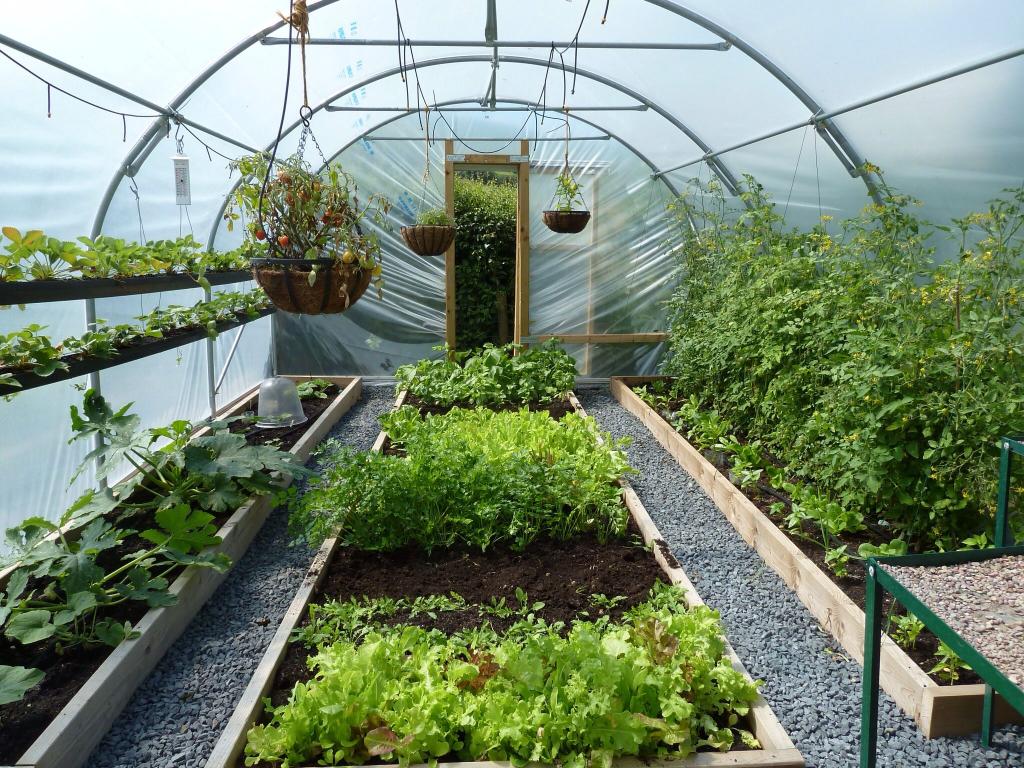 Use of a greenhouse to harbor vegetables :: YardYum - Garden Plot Rentals