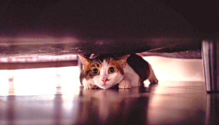 How To Keep Cats From Going Under The Bed: 6 Techniques That Work - Tuxedo Cat