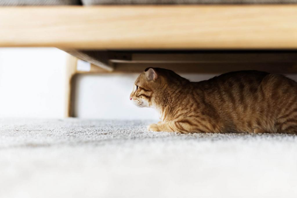 Why Is Your Cat Hiding? Find Out Why Cats Hide - Tractive