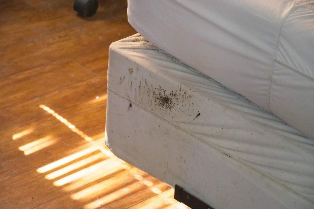 How To Check Used Furniture For Bed Bugs? - Getridofallthings.com