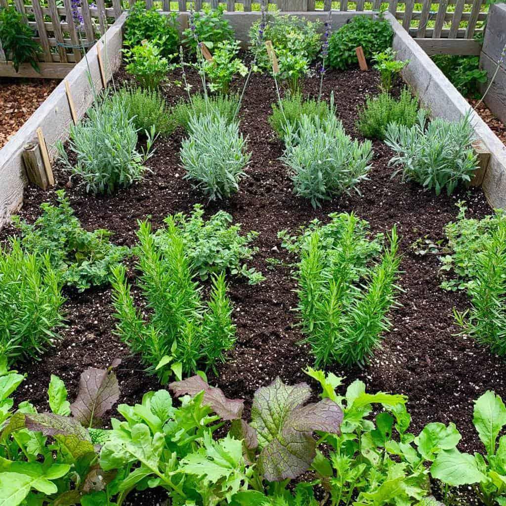Herbs In Landscape Beds