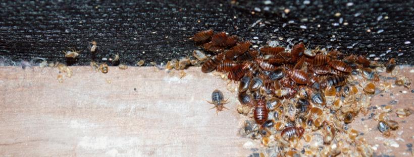 How To Get Rid Of Bed Bugs | Do-It-Yourself Pest Control