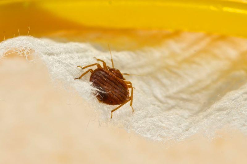How to Get Rid of Bed Bugs Fast & Permanently: A Complete Guide [2022]