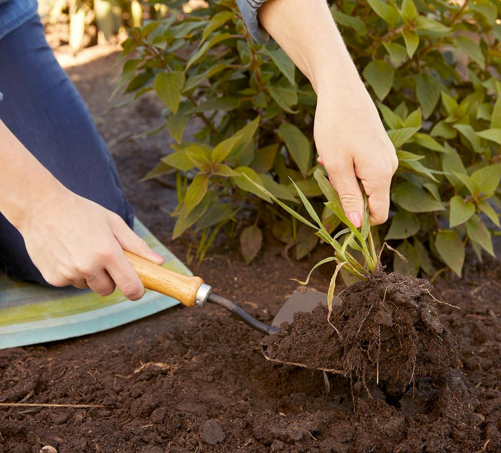 Eliminate Weeds from Your Garden | Better Homes & Gardens