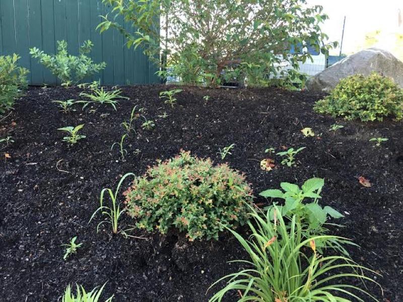 How to Weed Your Garden Like a Pro: Part I