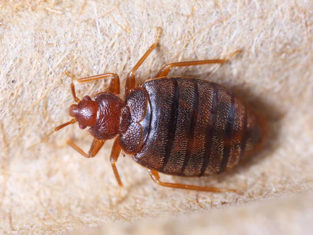 How to Get Rid of Bed Bugs Fast & Permanently: The Ultimate Guide (2022)