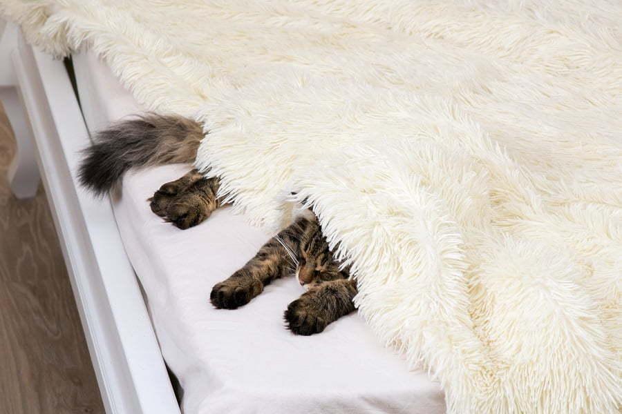 How to Make Your Faux Fur Blanket Soft Again? [Solved]