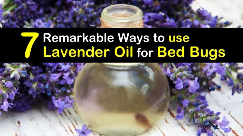 7 Remarkable Ways to use Lavender Oil for Bed Bugs