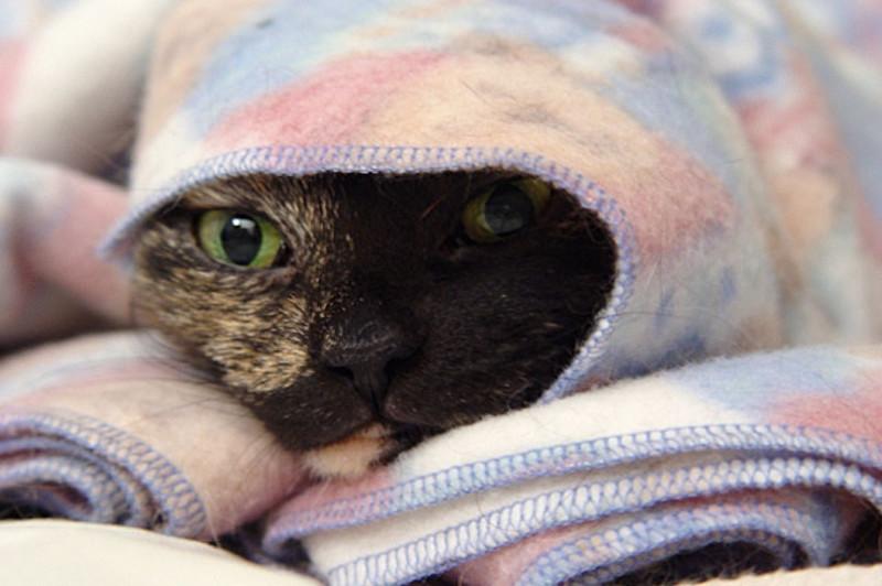 How To Remove Pet Hair From Fleece Blanket: 3 Easy Steps - Krostrade