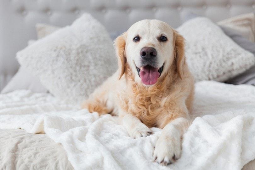 16 Easy Ways to Remove Dog Hair From Blankets (with Pictures) | Hepper
