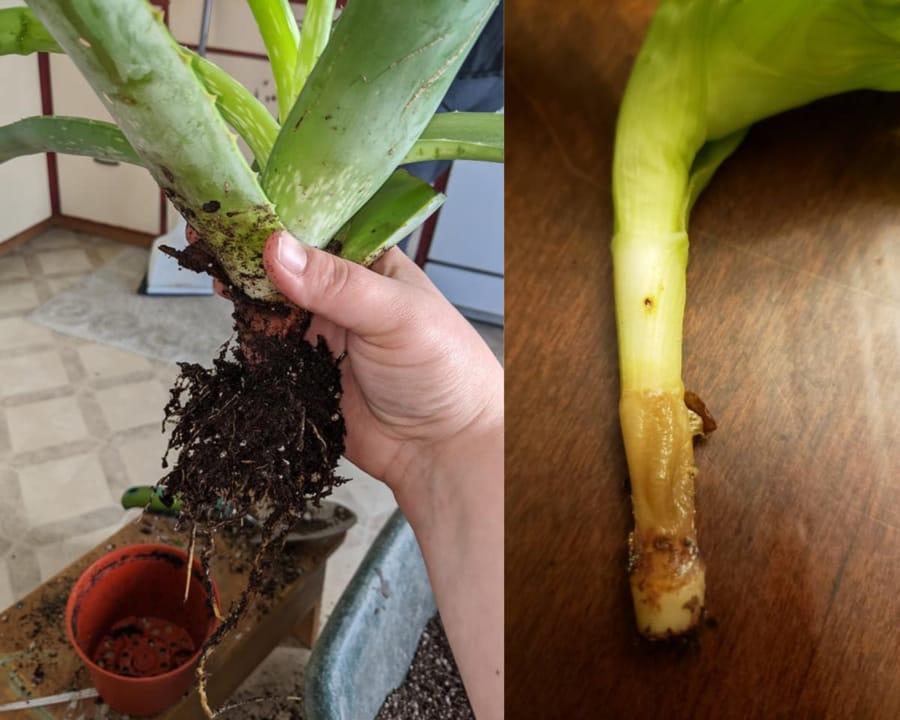 Aloe Vera Root Rot (Signs, Causes And Solutions) – Garden For Indoor