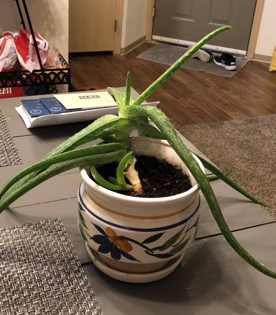 plant care - Is it possible to save this aloe? - Gardening & Landscaping Stack Exchange