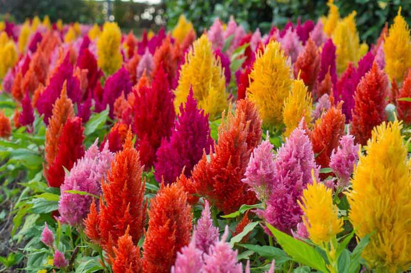 How to Grow and Care for Celosia Flowers | Gardener's Path