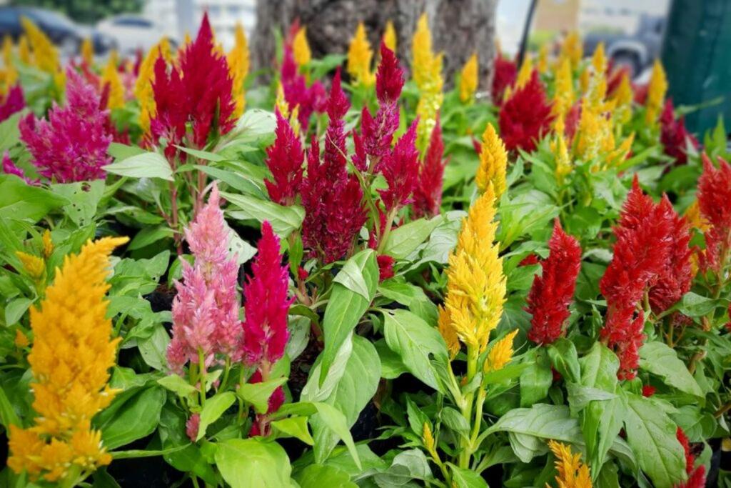 Celosia: plant care & the most beautiful varieties - Plantura