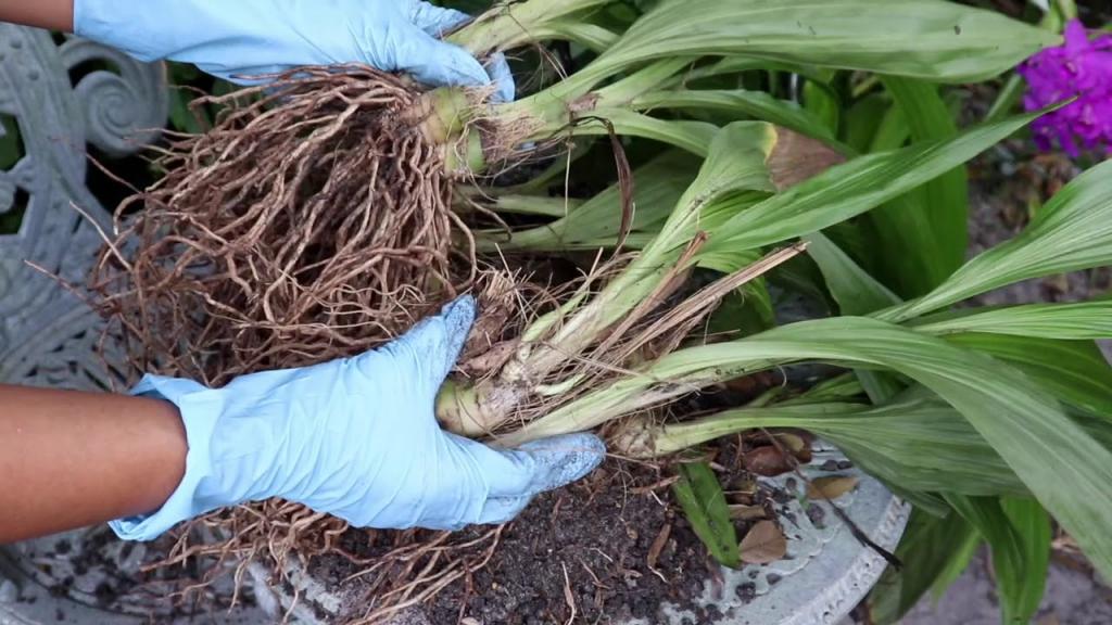 Propagating Ground Growing Orchids - YouTube