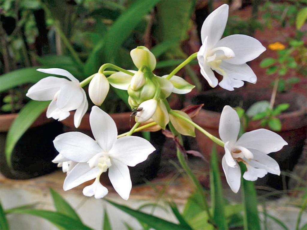 The greenskeeper: Ground Orchids