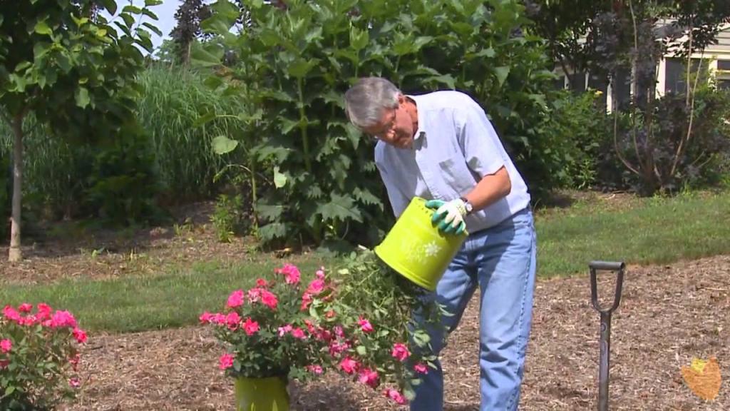 How to Plant Knockout Roses by Brighter Blooms Nursery - YouTube