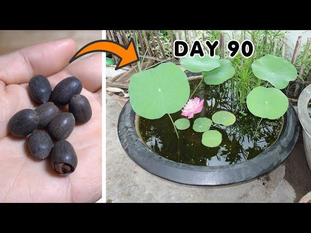 How to Grow Lotus From Seeds At Home - YouTube