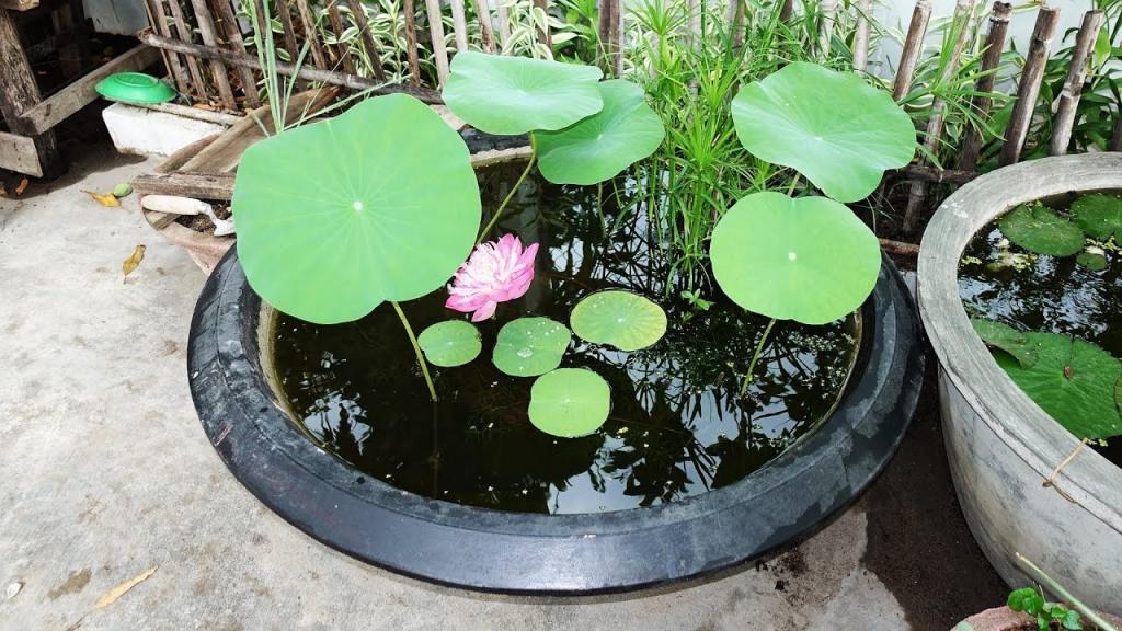 How to Grow Lotus From Seeds At Home - YouTube